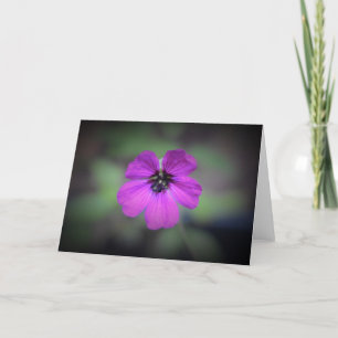 Geranium, card