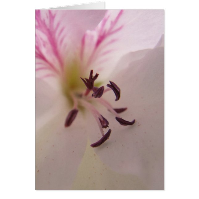 Geranium Centre Card (Front)