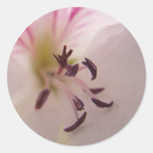 Geranium Centre Sticker