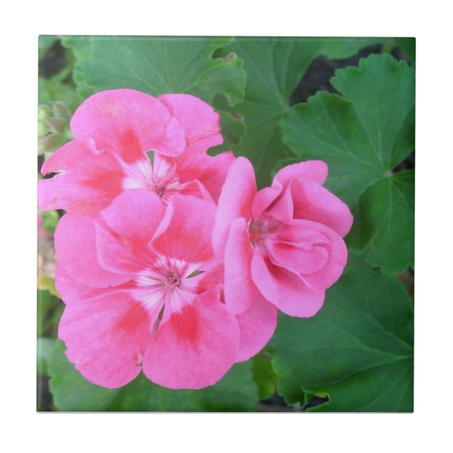 Geranium Ceramic Tile (Front)