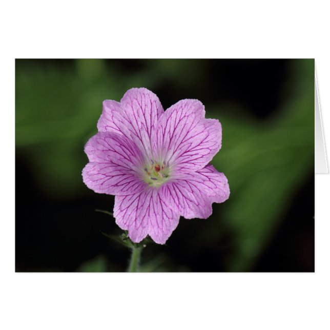 Geranium Endressii (Front Horizontal)