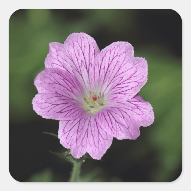 Geranium Endressii Square Sticker (Front)