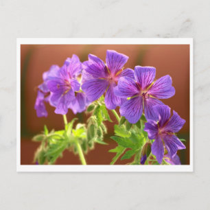 Geranium Flower Postcard