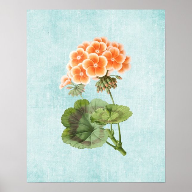 Geranium Illustration on Aged Denim Poster (Front)