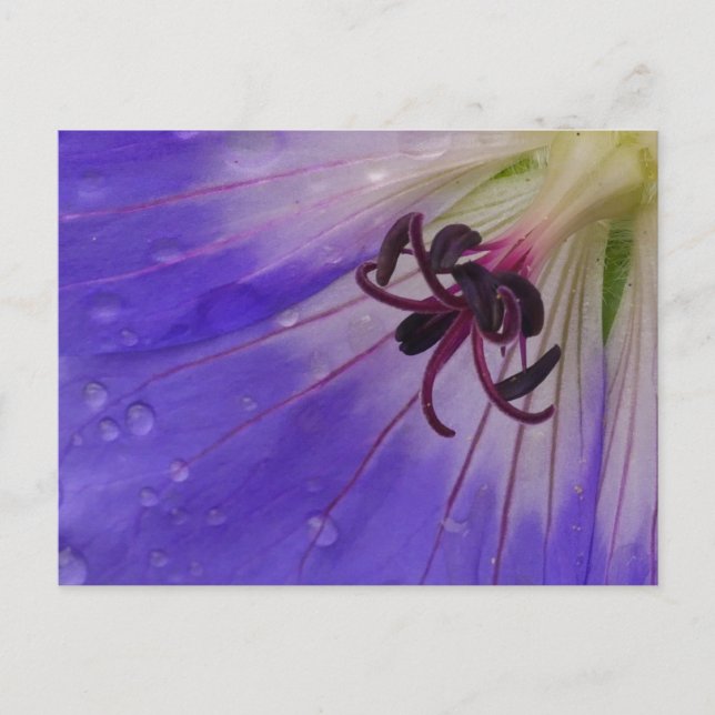 Geranium Postcard (Front)