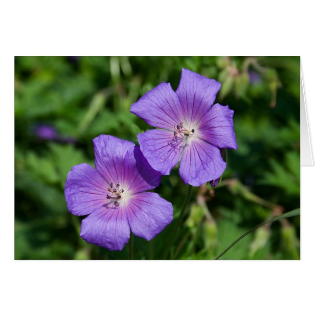 Geranium pratense (Front Horizontal)