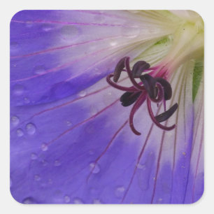 Geranium Sticker