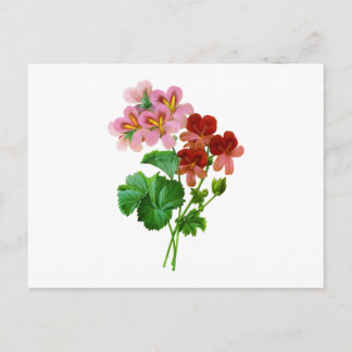 Geranium Variete by Pierre Joseph Redoute Postcard