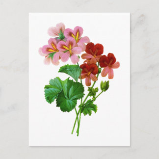 Geranium Variete by Pierre Joseph Redoute Postcard