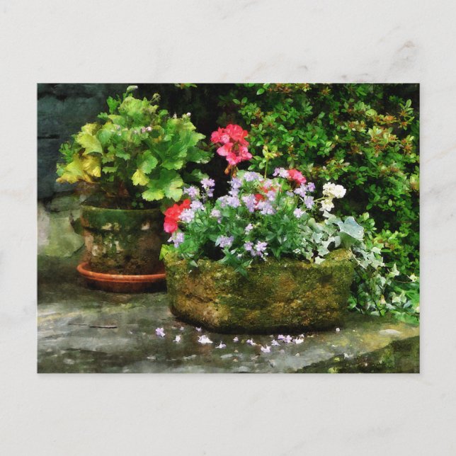 Geraniums and Lavender Flowers on Stone Steps Postcard (Front)