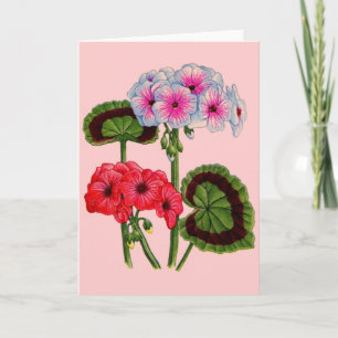 geraniums card