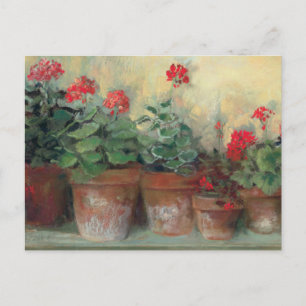 Geraniums in Pots Postcard