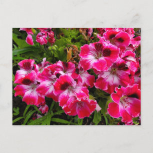 Geraniums Postcard