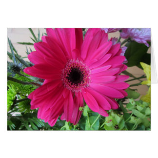 Gerba Daisy