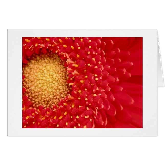 Gerber Daisy (Front Horizontal)