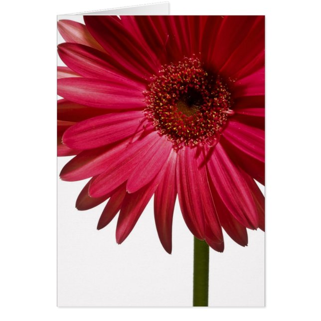 Gerber Daisy 6 (Front)