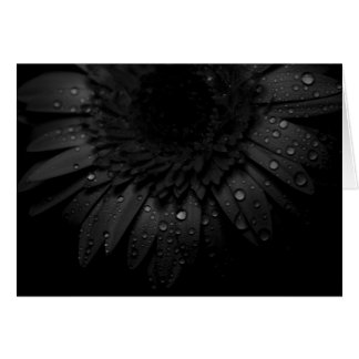 Gerber Daisy Close Up With Water Droplets