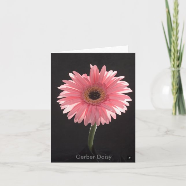 Gerber Daisy Note Card (Front)