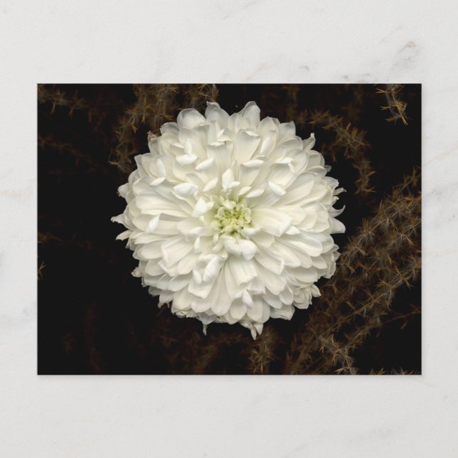 Gerber Daisy Postcard (Front)