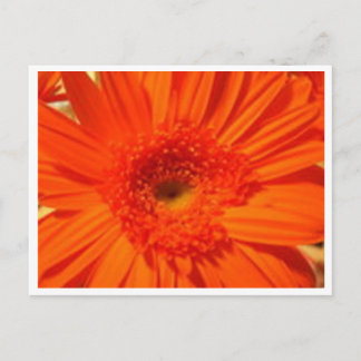 gerber daisy postcard
