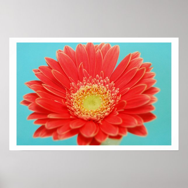 Gerber Daisy Poster (Front)