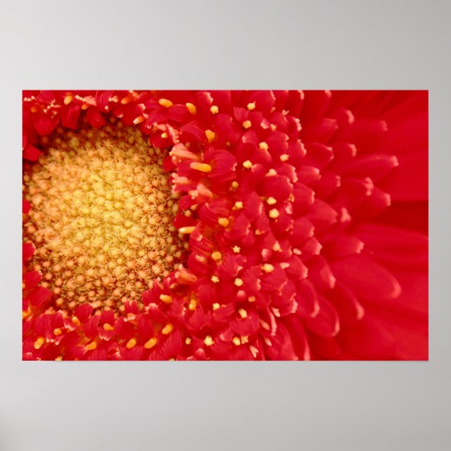 Gerber Daisy Poster (Front)