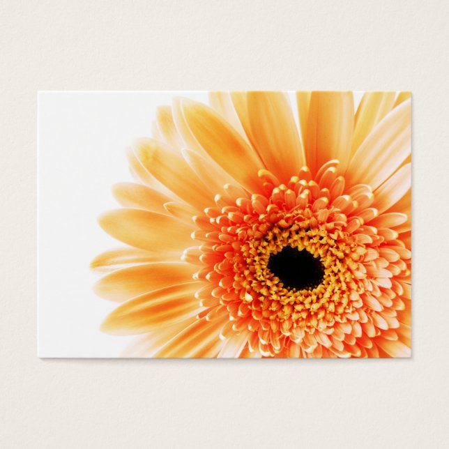 Gerbera (Front)