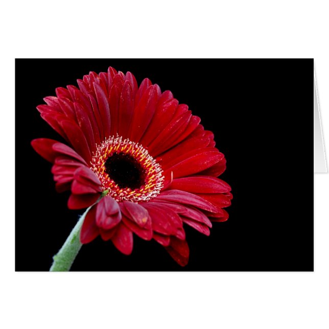 Gerbera Card (Front Horizontal)