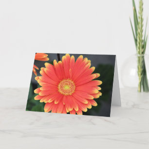 Gerbera Card