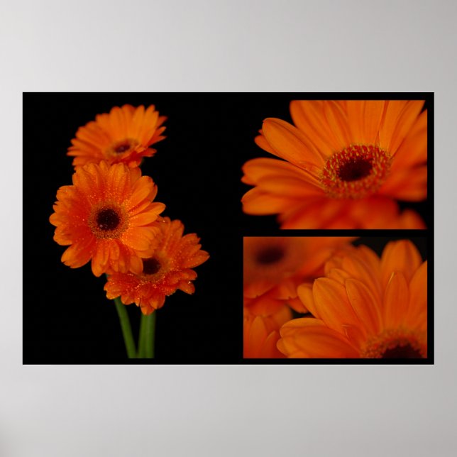 Gerbera collage poster (Front)