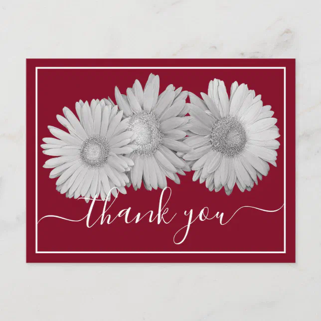Gerbera Daisies Crimson Background Thank You Postcard | Zazzle