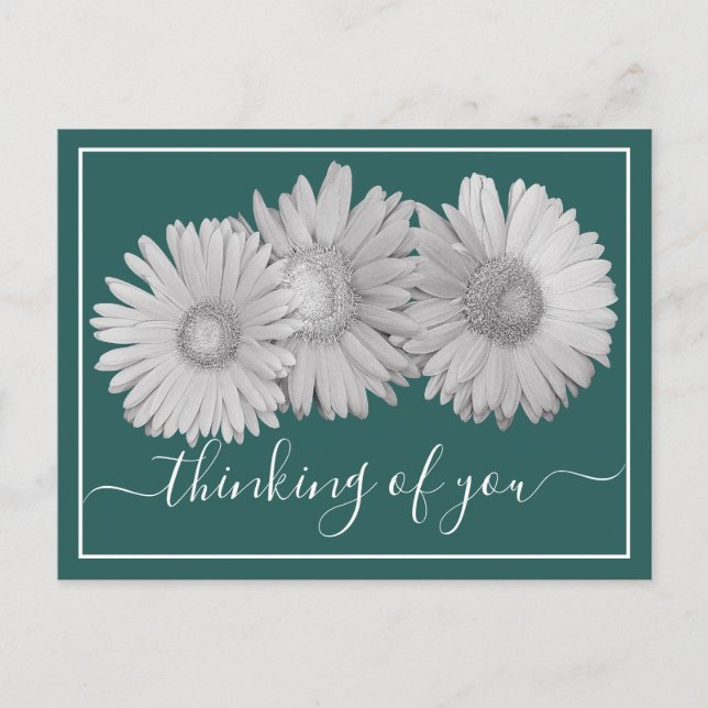 Gerbera Daisies Cyan Background Thinking Of You  Postcard (Front)
