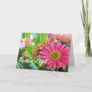 Gerbera Daisies Greeting Card