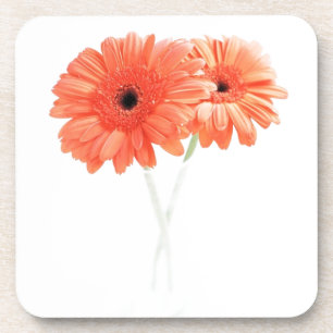 Gerbera Daisies, Orange Coaster