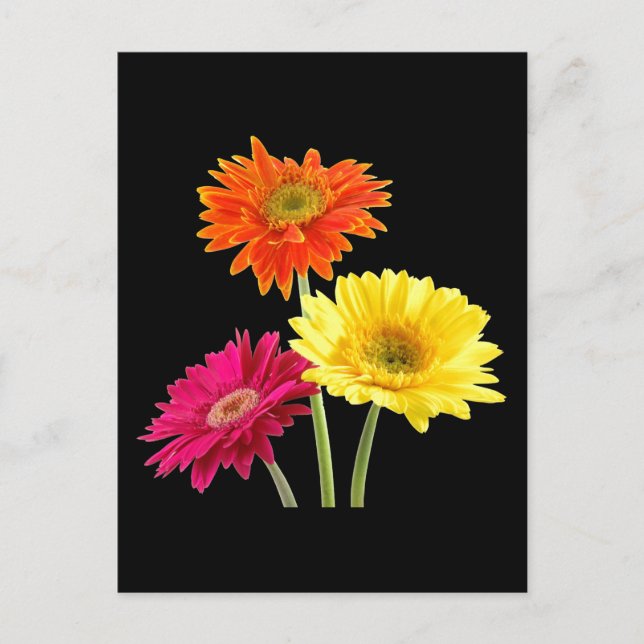Gerbera Daisies Postcard (Front)