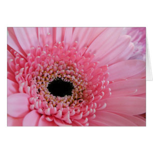 Gerbera Daisy