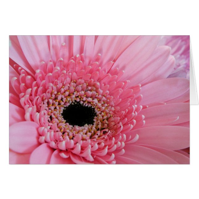 Gerbera Daisy (Front Horizontal)