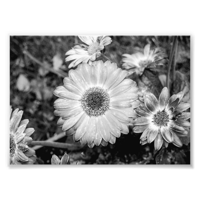 Gerbera Daisy Black & White Photograph (Front)