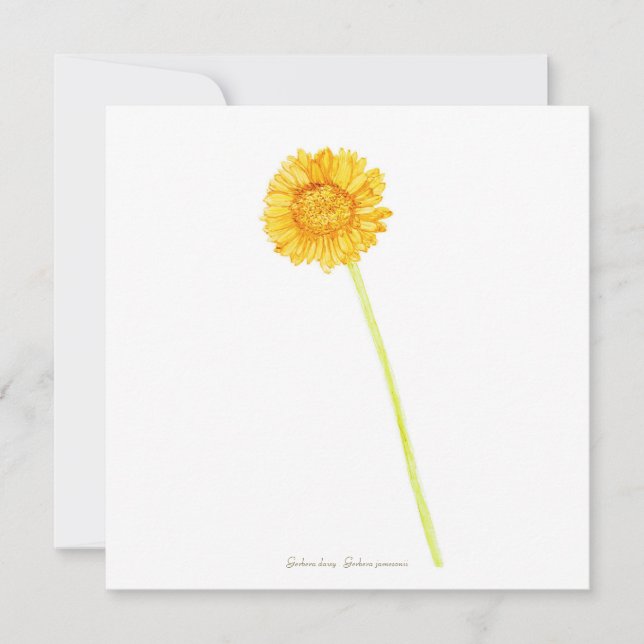 Gerbera daisy  card (Front)