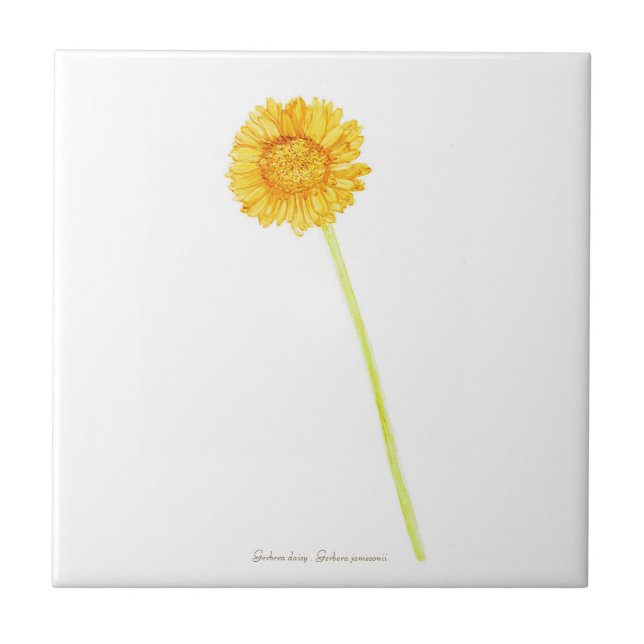 Gerbera daisy  ceramic tile (Front)