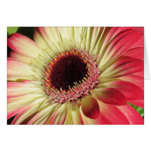Gerbera Daisy - Close Up