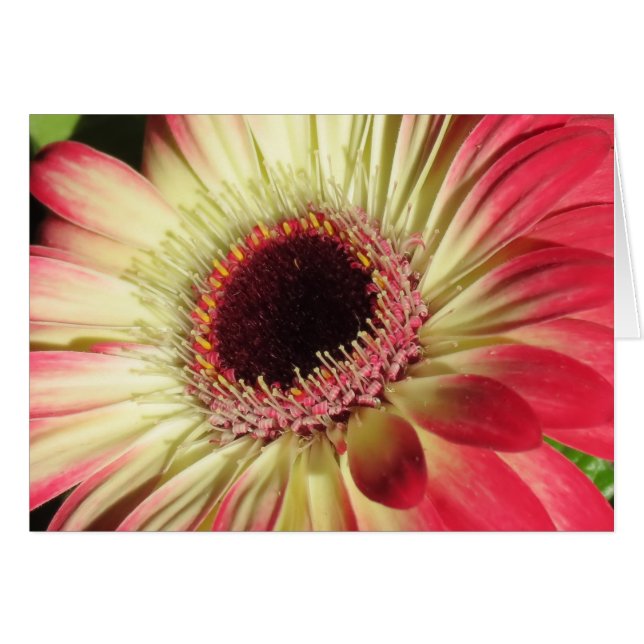 Gerbera Daisy - Close Up (Front Horizontal)