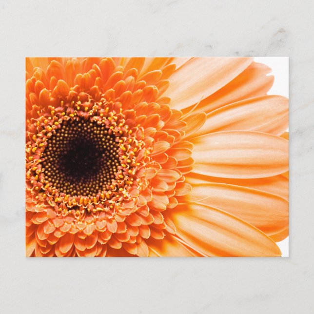 Gerbera Daisy Close-up Photo Postcard (Front)