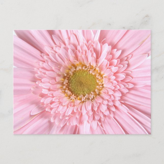 Gerbera Daisy Close-up Photo Postcard (Front)