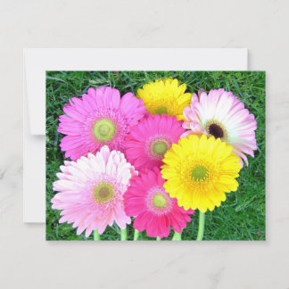Gerbera Daisy Colours