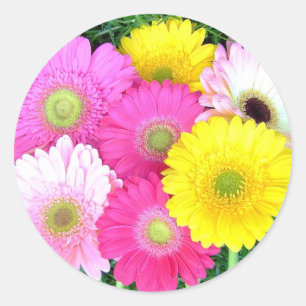 Gerbera Daisy Colours Classic Round Sticker