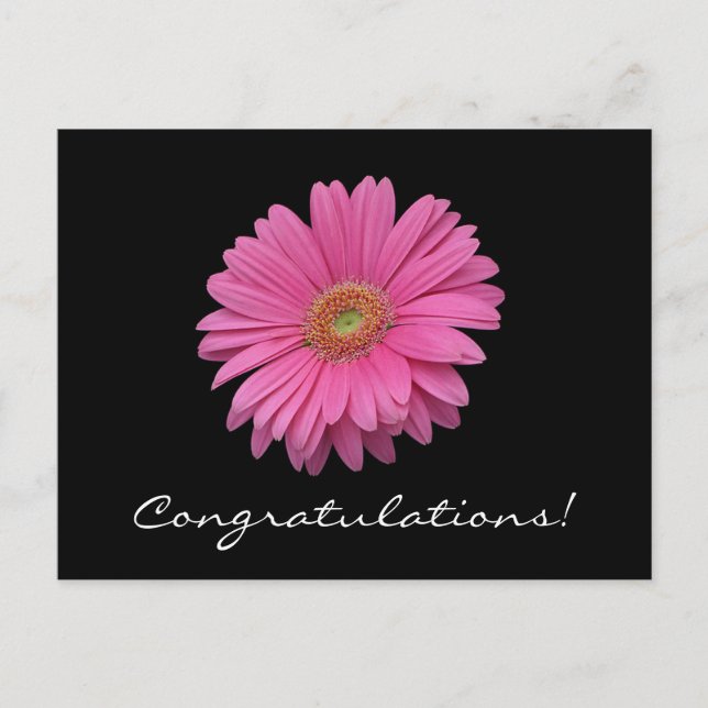Gerbera Daisy Congratulations Postcard (Front)