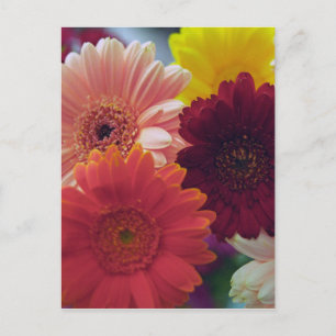 Gerbera Daisy Flower Photo Art Postcard