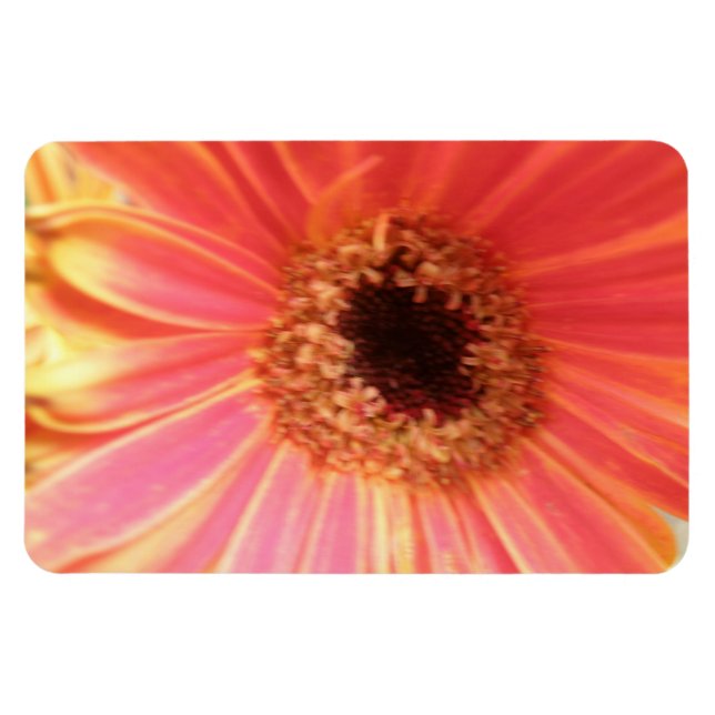 Gerbera Daisy Flower Premium Magnet (Horizontal)