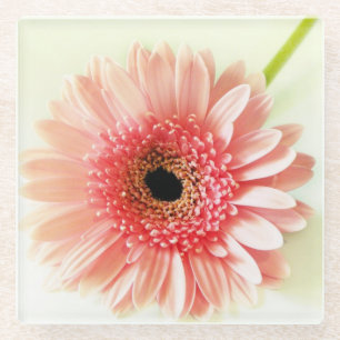 Gerbera Daisy Glass Coaster
